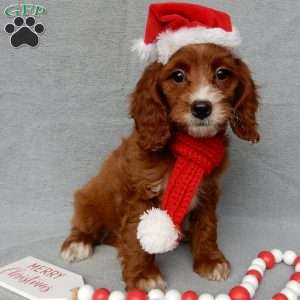 Scout, Cavapoo Puppy